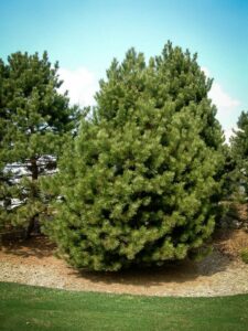 Сосна Чёрная (Pinus Nigra) купить по цене от 270.00р. в интернет-магазине «Посадика» с доставкой почтой в в Урайе и по всей России – [изображение №1].