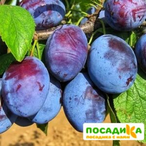 Слива Чачакская ранняя купить по цене от 229.00р. в интернет-магазине «Посадика» с доставкой почтой в в Урайе и по всей России – [изображение №1].