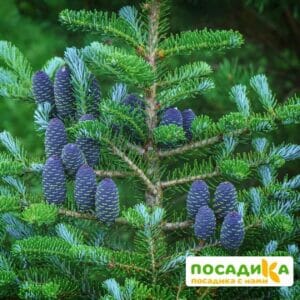 Пихта корейская (Abies koreana) купить по цене от 450.00р. в интернет-магазине «Посадика» с доставкой почтой в в Урайе и по всей России – [изображение №1].