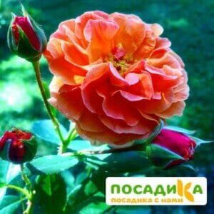 Роза Арабия купить по цене от 350.00р. в интернет-магазине «Посадика» с доставкой почтой в в Урайе и по всей России – [изображение №1].