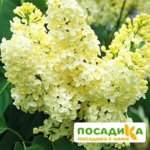 Сирень Примроуз (Primrose) купить по цене от 529.00р. в интернет-магазине «Посадика» с доставкой почтой в в Урайе и по всей России – [изображение №1].