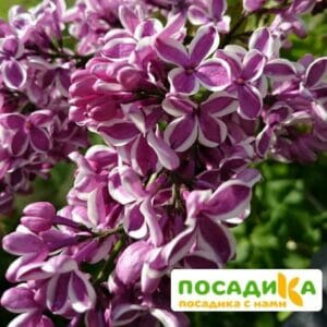 Сирень Сенсация купить по цене от 529.00р. в интернет-магазине «Посадика» с доставкой почтой в в Урайе и по всей России – [изображение №1].