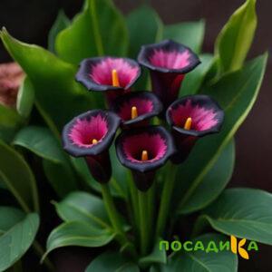 Калла Аура Лейс купить по цене от 400р. в интернет-магазине «Посадика» с доставкой почтой в в Урайе и по всей России – [изображение №1].