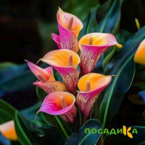 Калла Оникс купить по цене от 450р. в интернет-магазине «Посадика» с доставкой почтой в в Урайе и по всей России – [изображение №1].