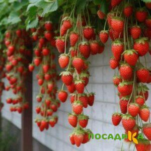 Клубника вьющаяся Комплимент купить по цене от 470р. в интернет-магазине «Посадика» с доставкой почтой в в Урайе и по всей России – [изображение №1].