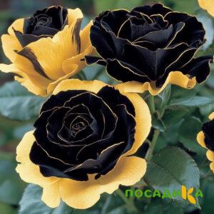 Роза Ханни Сикл купить по цене от 700р. в интернет-магазине «Посадика» с доставкой почтой в в Урайе и по всей России – [изображение №1].