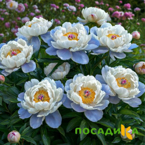 Пион акварельный Этюд купить по цене от 806р. в интернет-магазине «Посадика» с доставкой почтой в в Урайе и по всей России – [изображение №1].