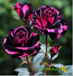 Роза Багровый Шепот купить по цене от 366р. в интернет-магазине «Посадика» с доставкой почтой в в Урайе и по всей России – [изображение №1].