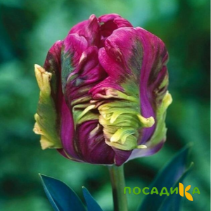 Тюльпан Экзотик Хэвен купить по цене от 186р. в интернет-магазине «Посадика» с доставкой почтой в в Урайе и по всей России – [изображение №1].